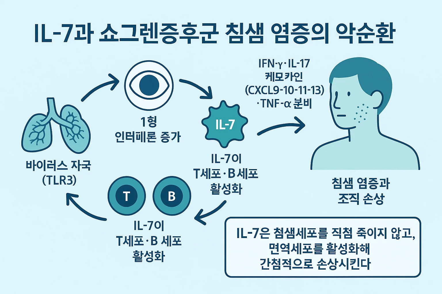 IL-7이 쇼그렌증후군 침샘 염증을 증폭하는 병리 기전 — 악순환 도식