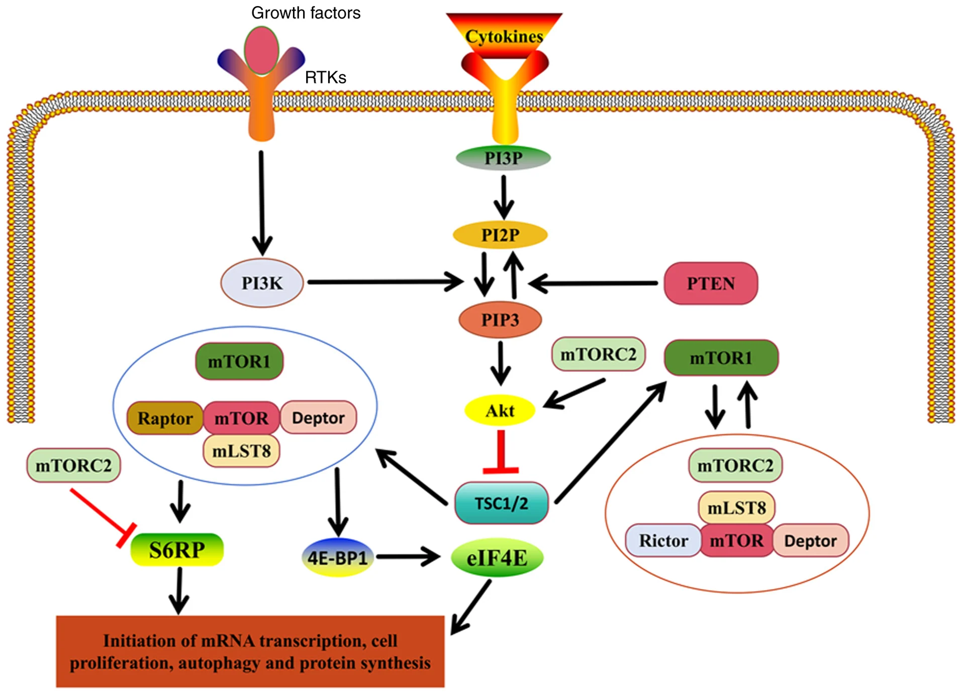 mTOR 신호경로의 구성과 기능 — PI3K/Akt/mTORC1·mTORC2와 TSC·PTEN 조절 (Figure 1, Huo 2026 Int J Mol Med)