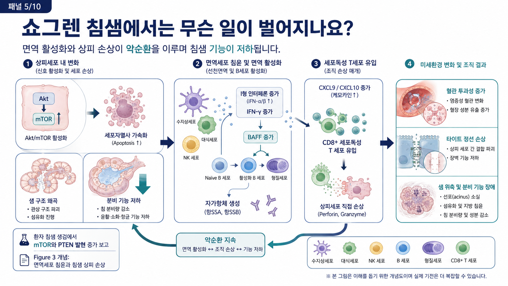 쇼그렌 침샘 — 면역 활성화와 상피 손상이 만드는 악순환