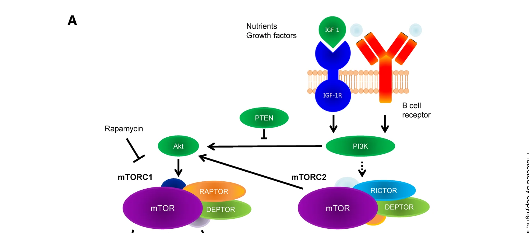 mTOR 신호 경로 개요 — 성장인자·B세포 수용체에서 mTORC1/mTORC2, S6까지