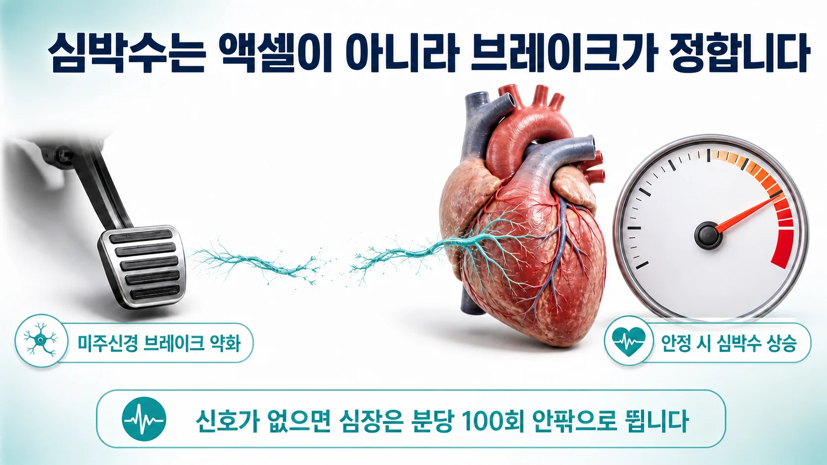 미주신경 브레이크가 약해져 심박수가 올라가는 구조를 설명하는 이미지