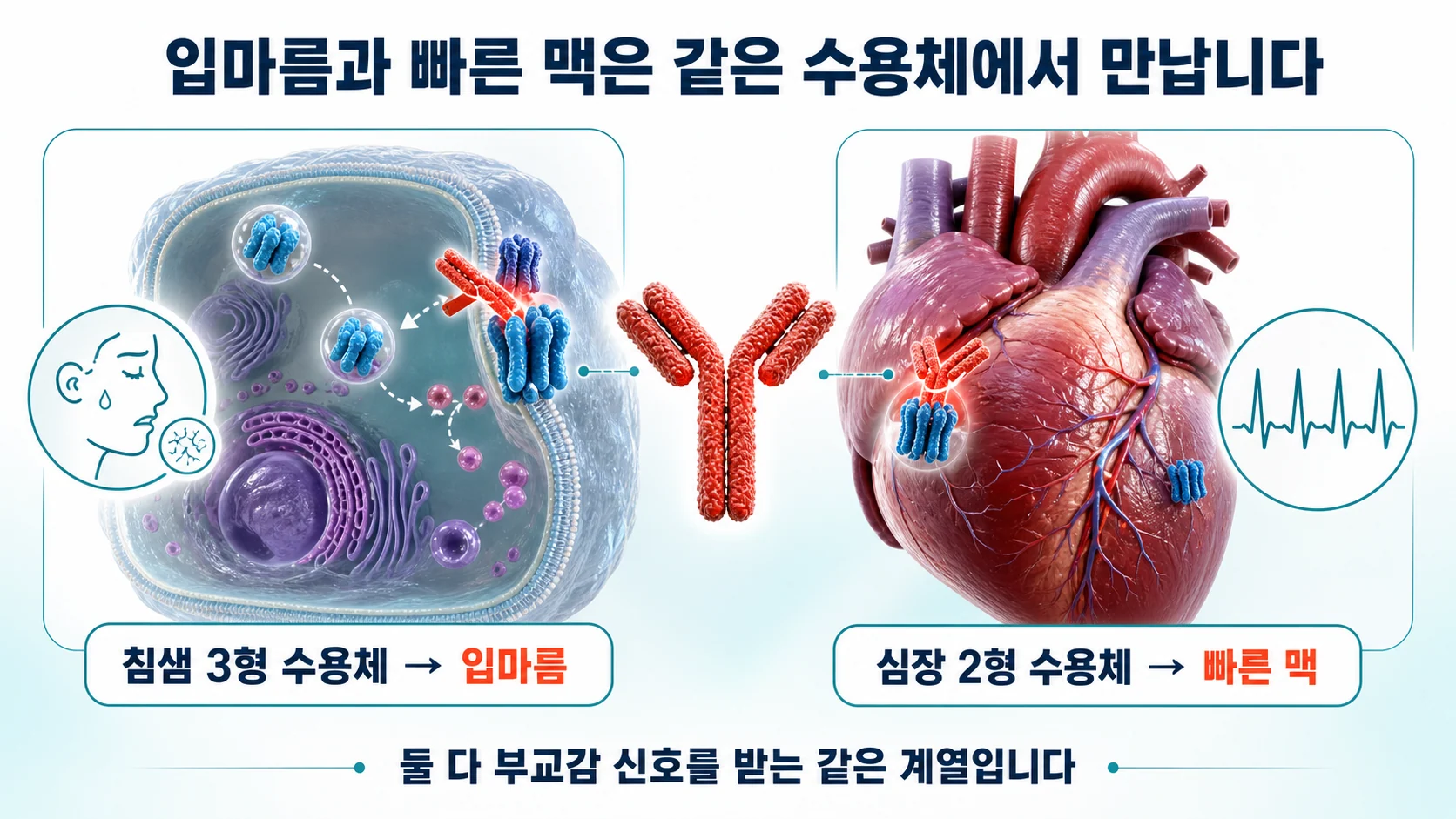 자가면역 항체가 부교감 수용체를 막아 침 분비와 심박 조절이 함께 무너지는 구조를 설명하는 이미지