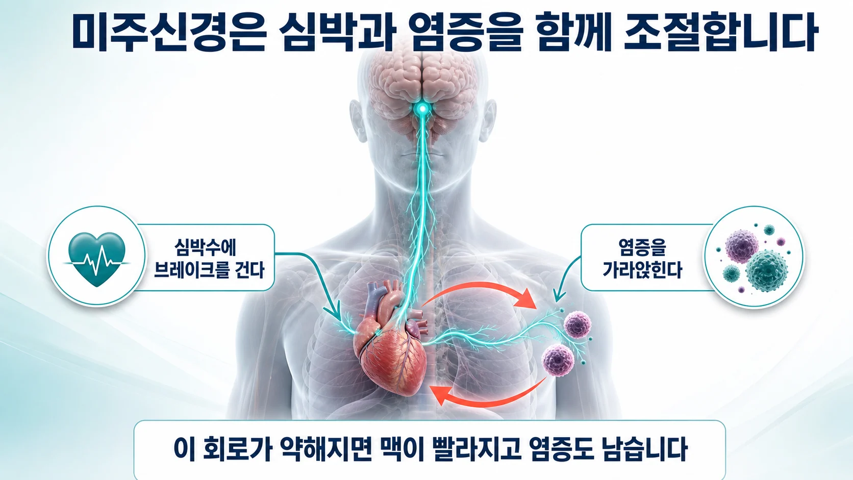 미주신경이 심박과 염증을 함께 조절하는 회로를 설명하는 이미지