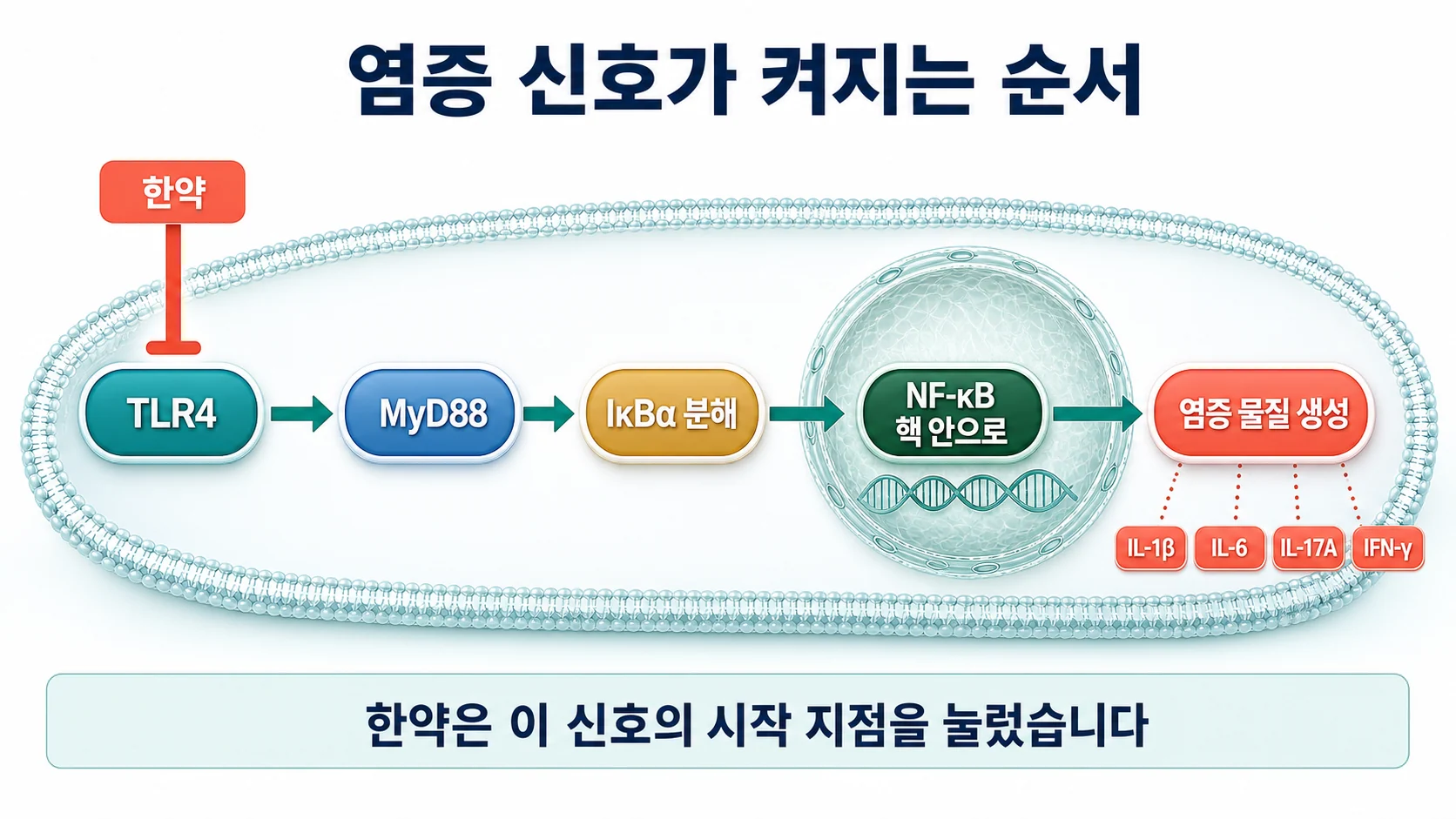 염증 신호가 켜지는 순서와 한약이 작용한 지점