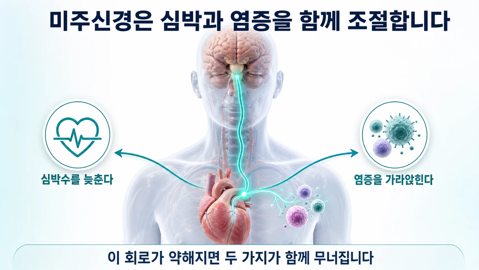 미주신경과 면역계가 서로 연결되어 염증을 조절하는 회로를 설명하는 이미지