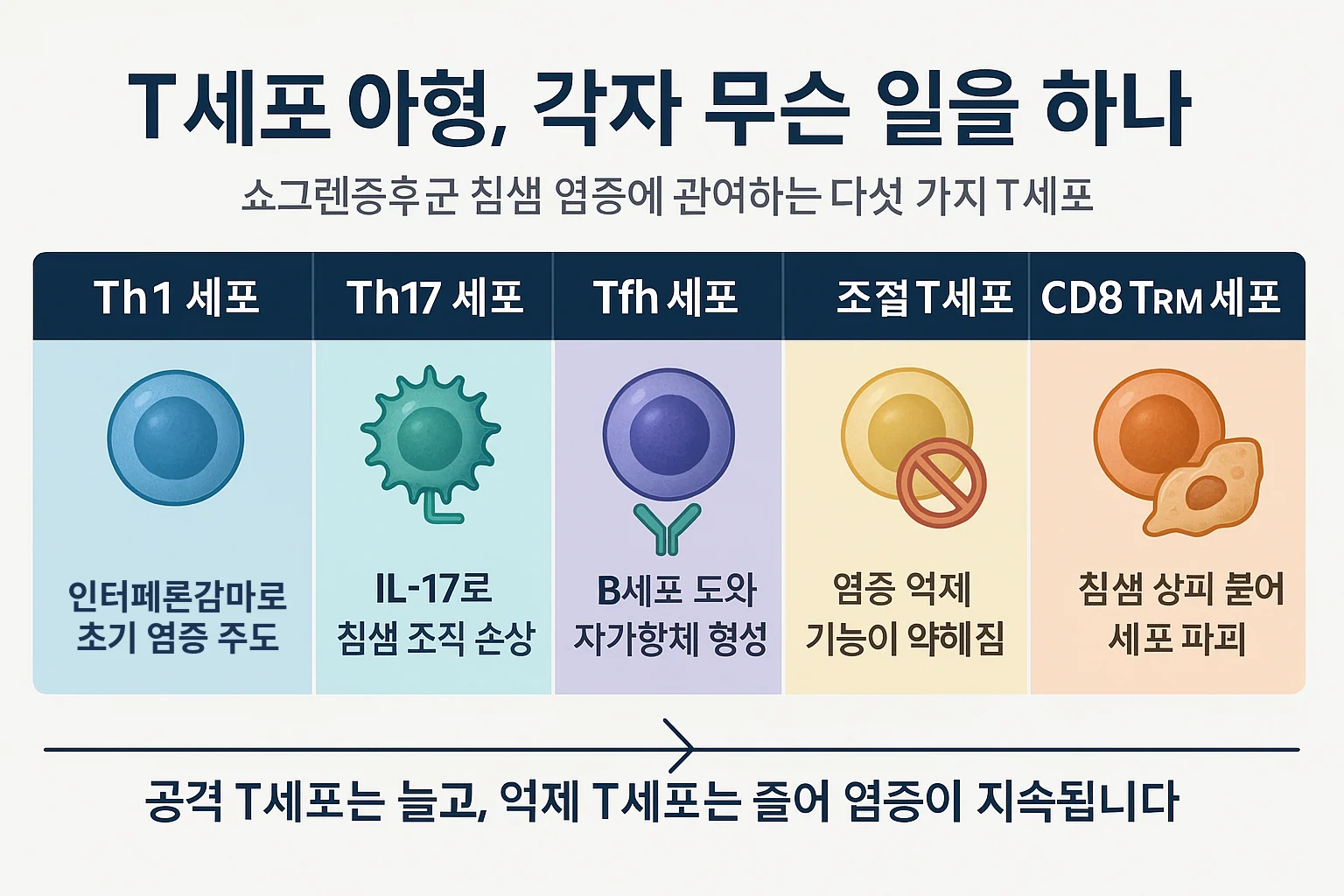 쇼그렌증후군 T세포 아형별 병리 역할 — Th1·Th17·Tfh·Treg·CD8 TRM이 침샘 염증과 조직손상에 기여하는 방식 요약