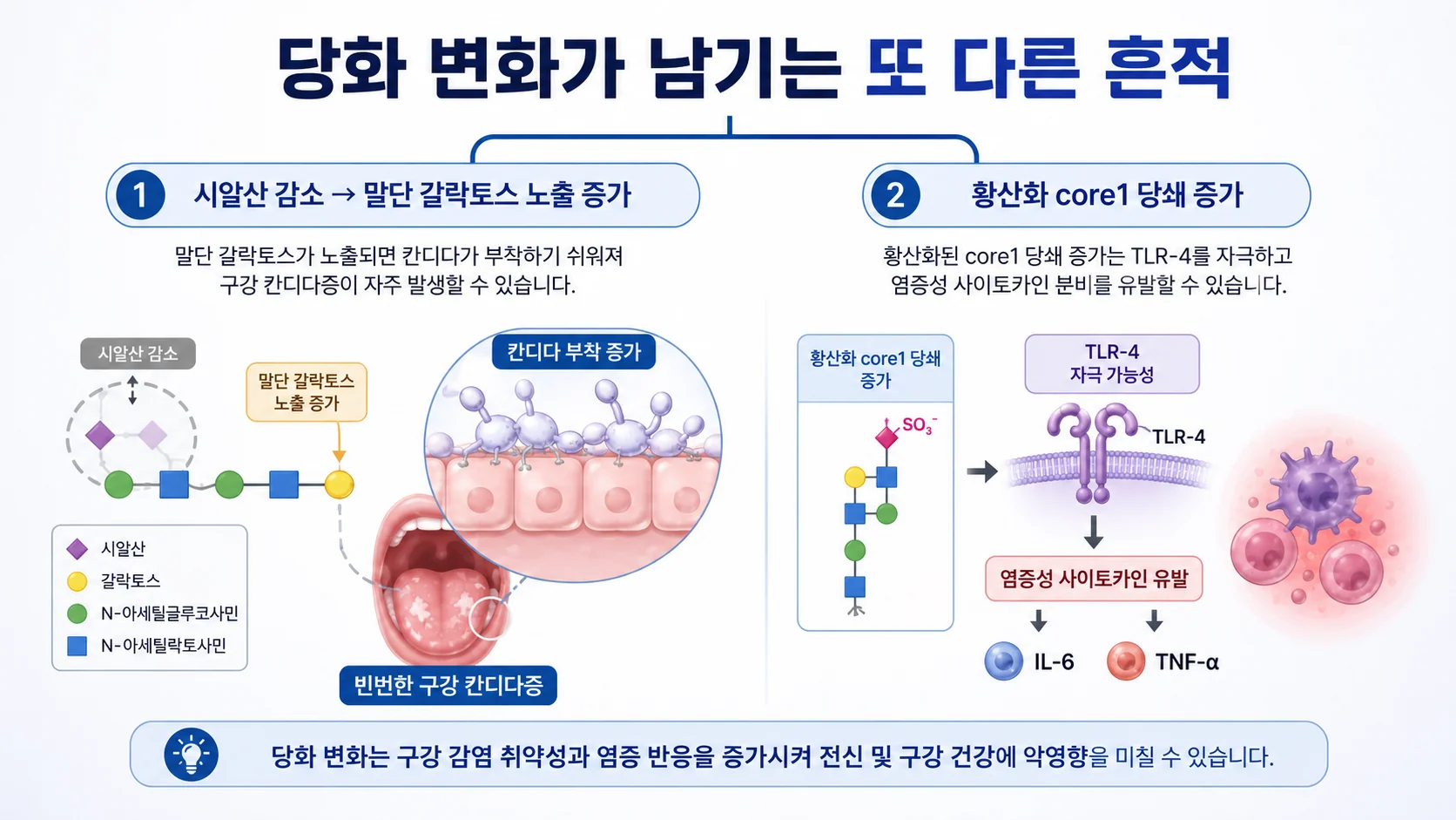 당화 변화가 남기는 또 다른 흔적 — 칸디다 부착과 염증 관여 가능성