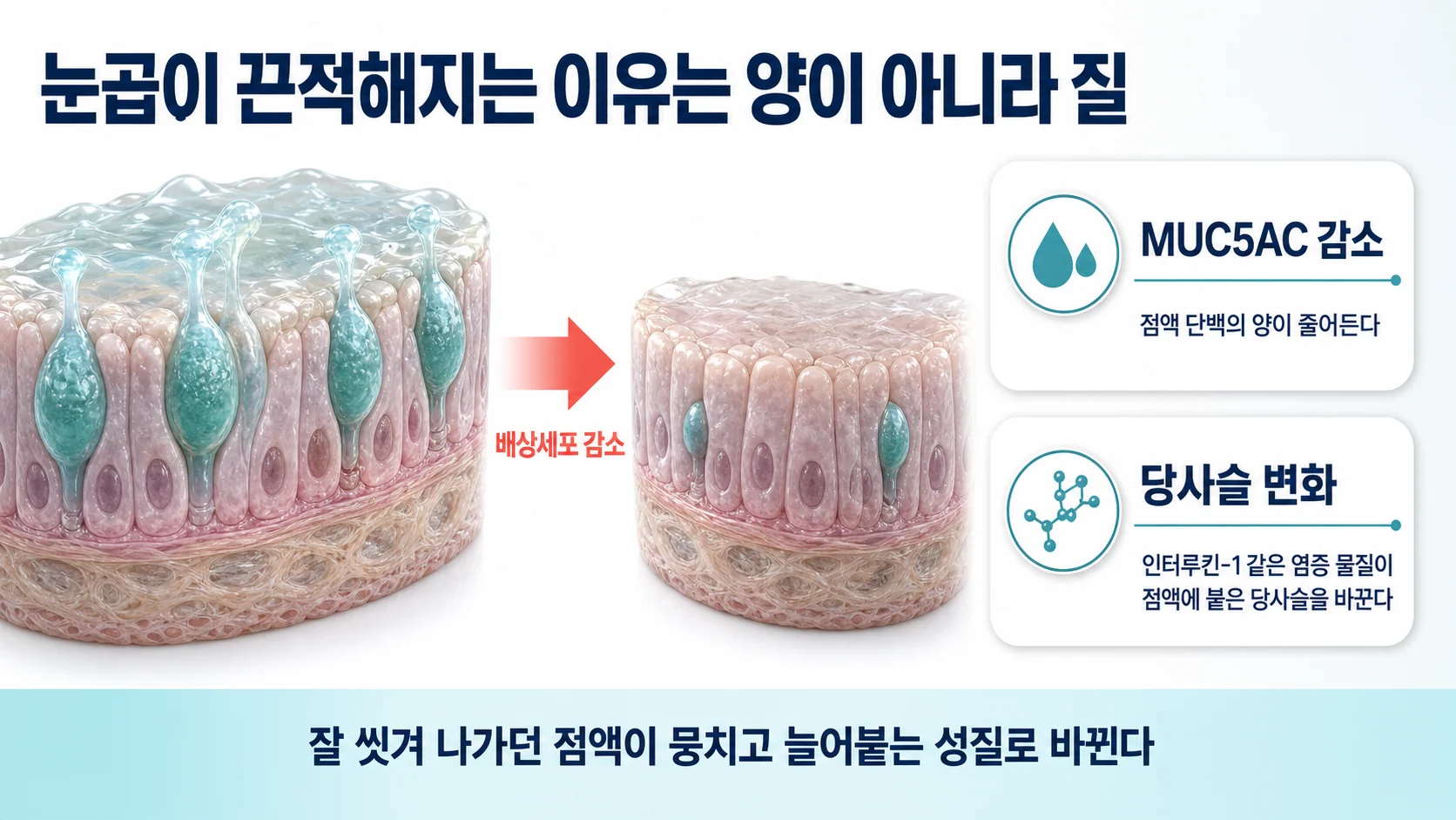 점액을 만드는 세포와 점액의 질 변화
