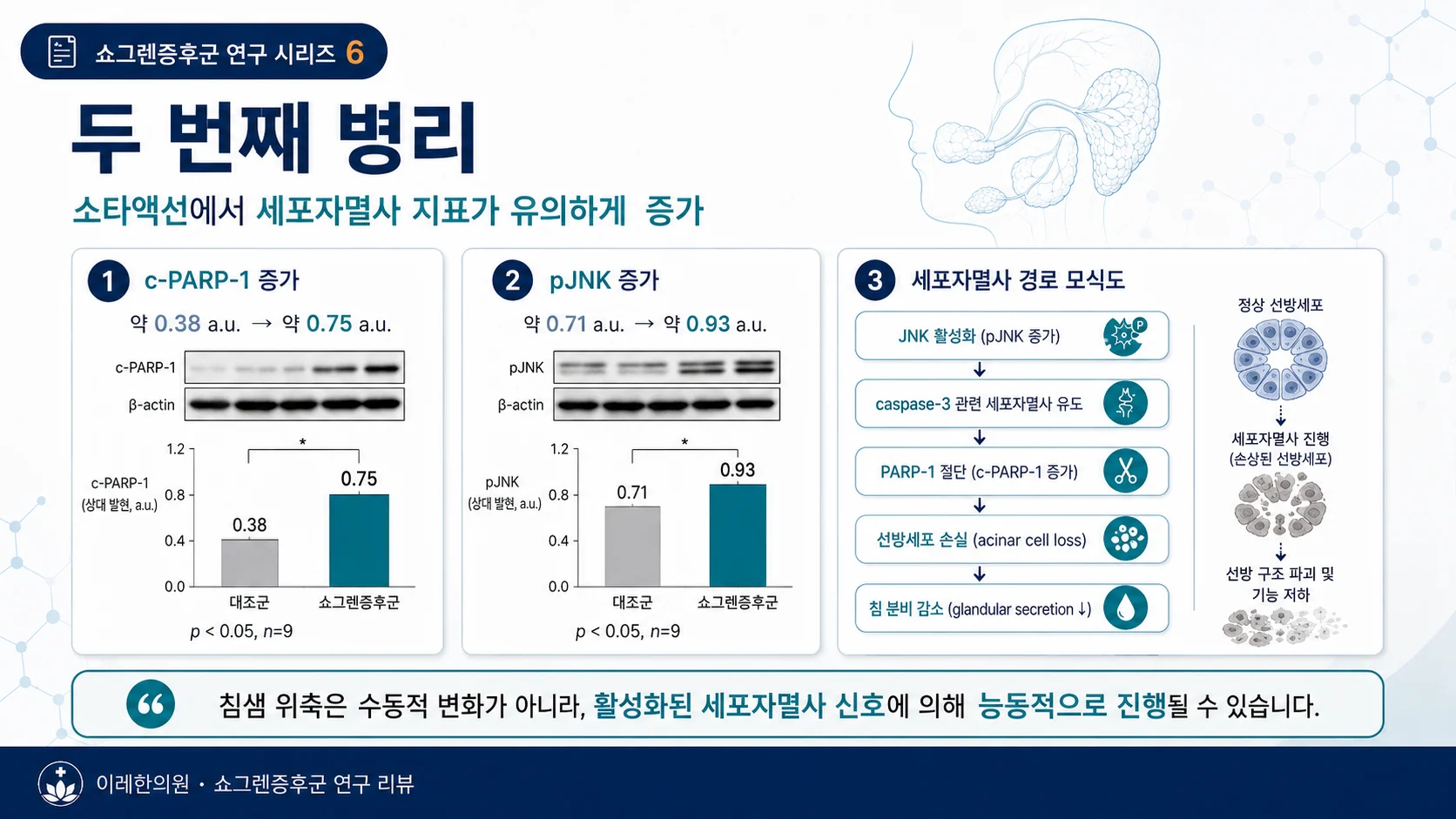 핵심 결과 2 — 소타액선에서 세포자멸사 지표가 유의하게 증가