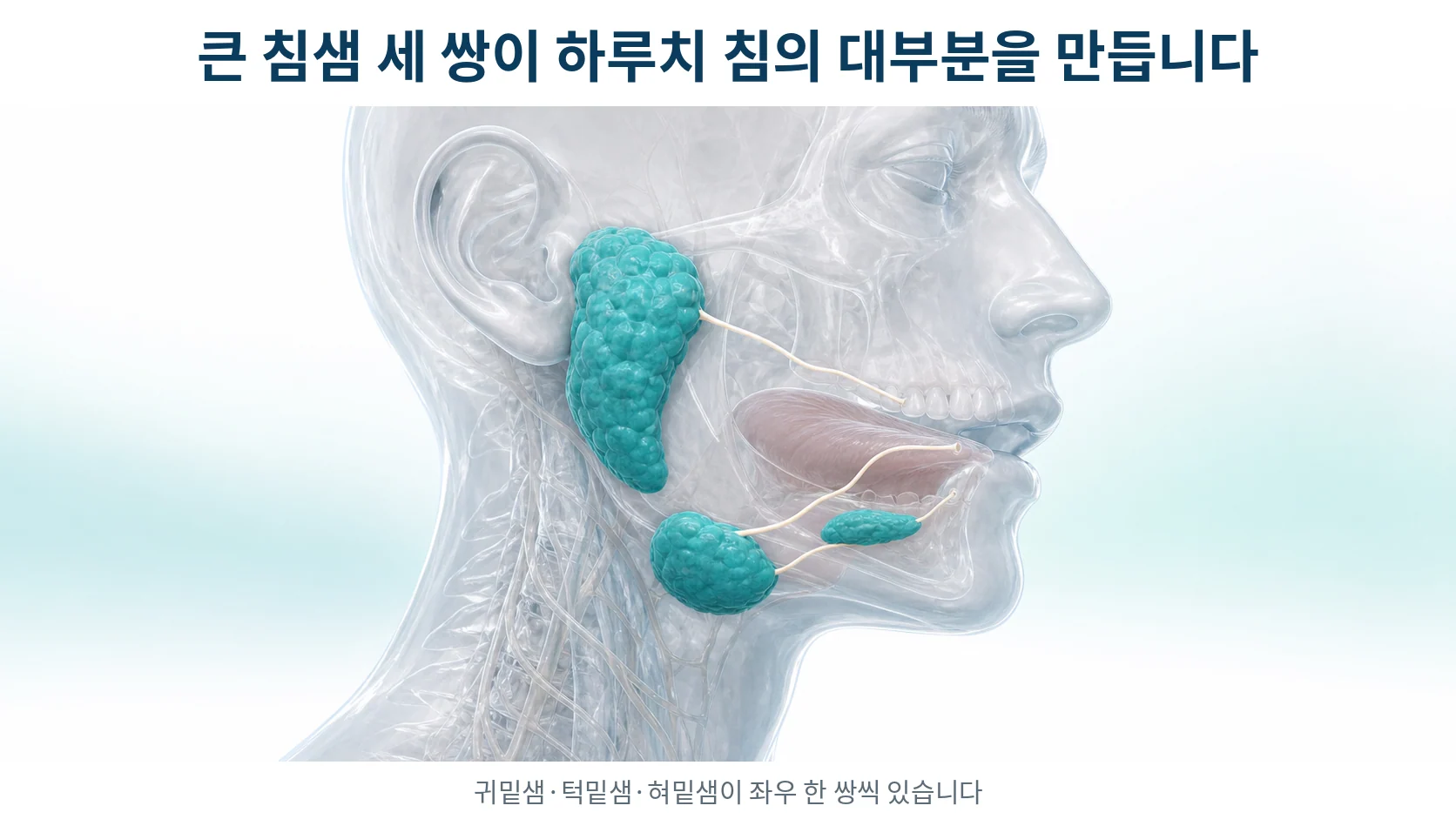 얼굴 옆모습 안에 귀밑샘과 턱밑샘과 혀밑샘의 위치를 표시한 반투명 해부 그림