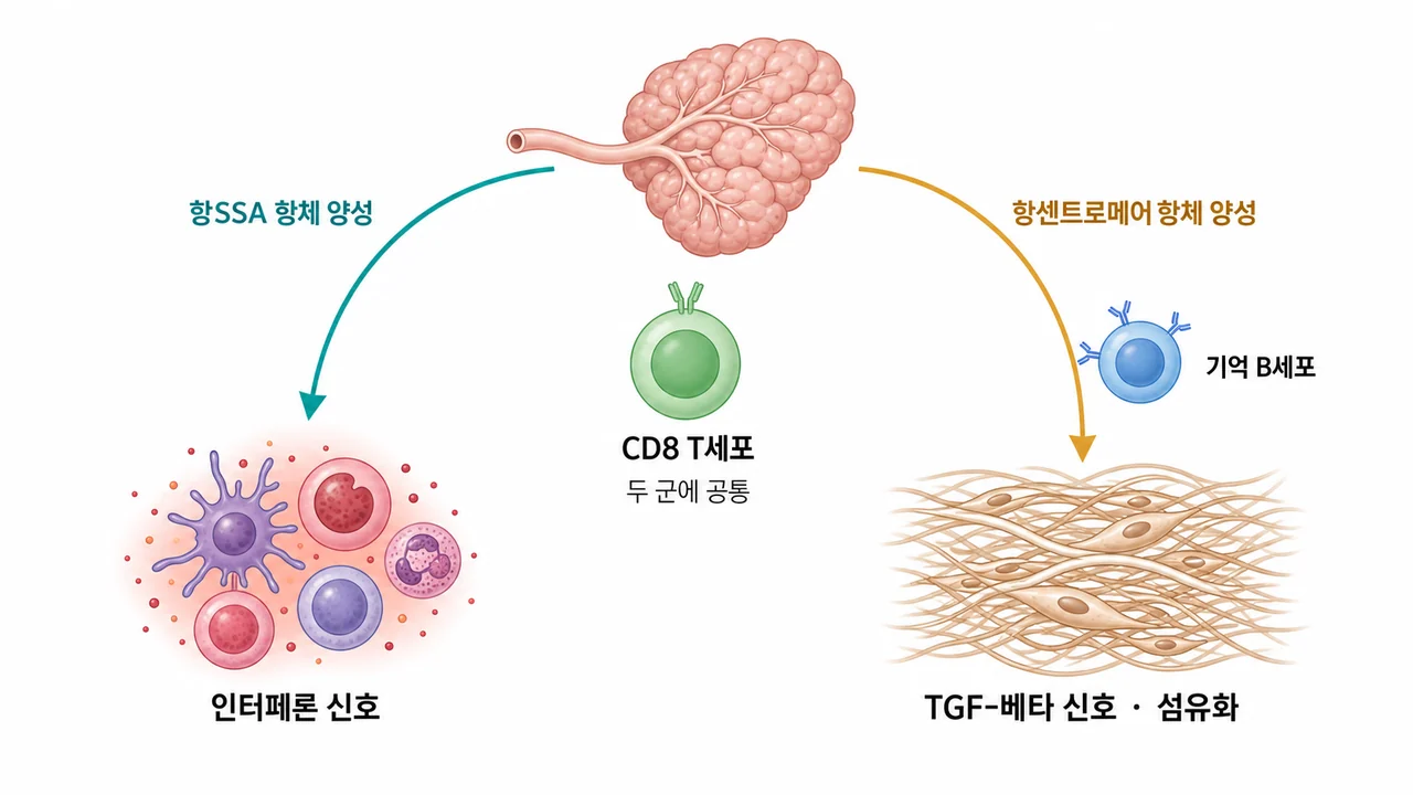 항체에 따라 갈리는 침샘 조직의 신호 경로