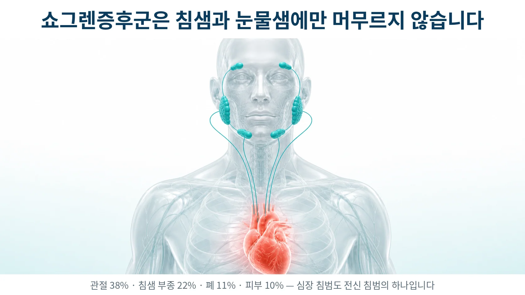 반투명한 상반신 해부 모형에서 눈물샘과 침샘은 청록색으로, 심장은 산호색으로 표시되고 가는 선으로 이어진 그림