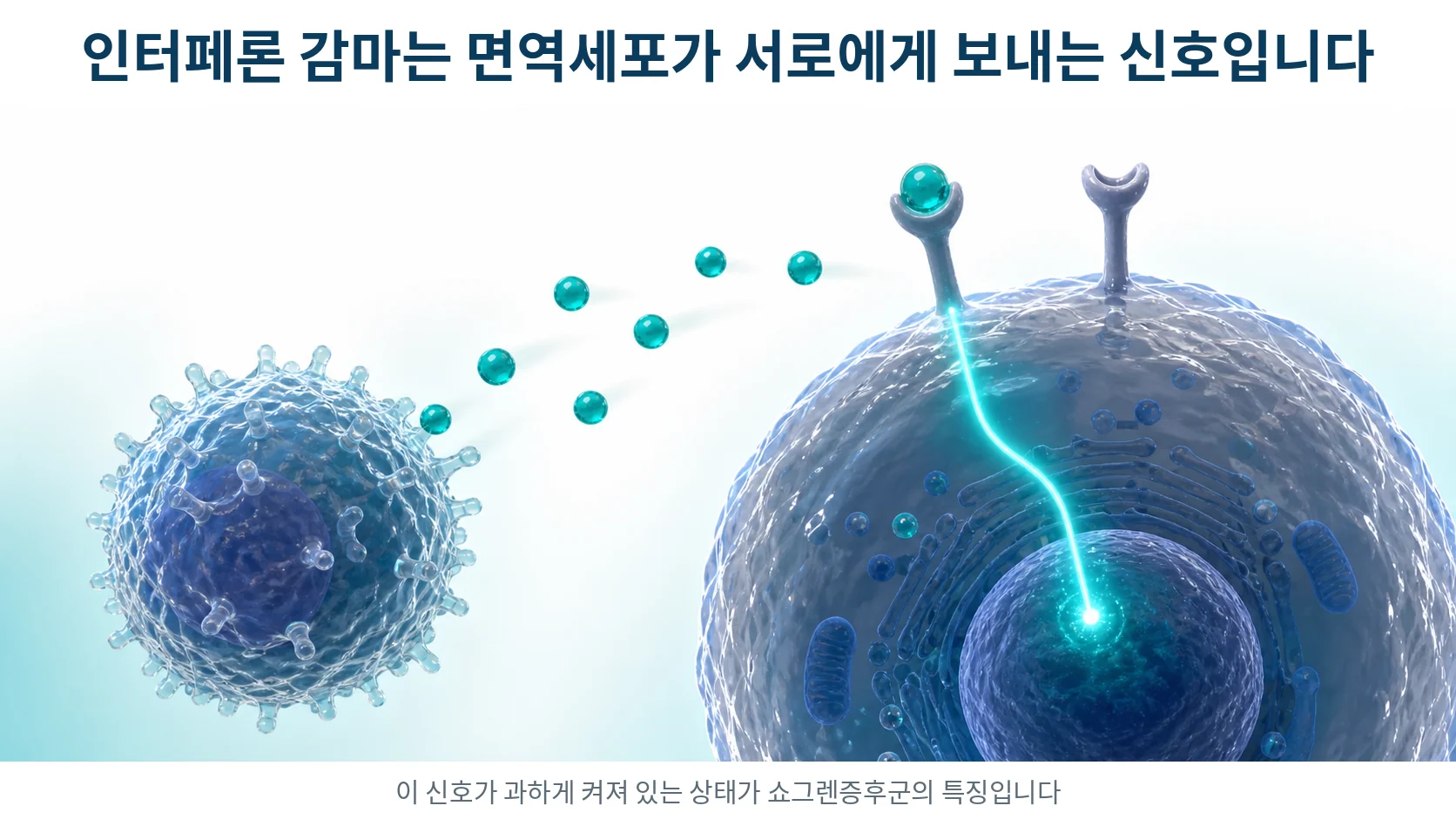 한 면역세포가 내보낸 신호 물질이 다른 세포의 수용체에 결합해 세포 안으로 신호가 전달되는 모습을 그린 그림