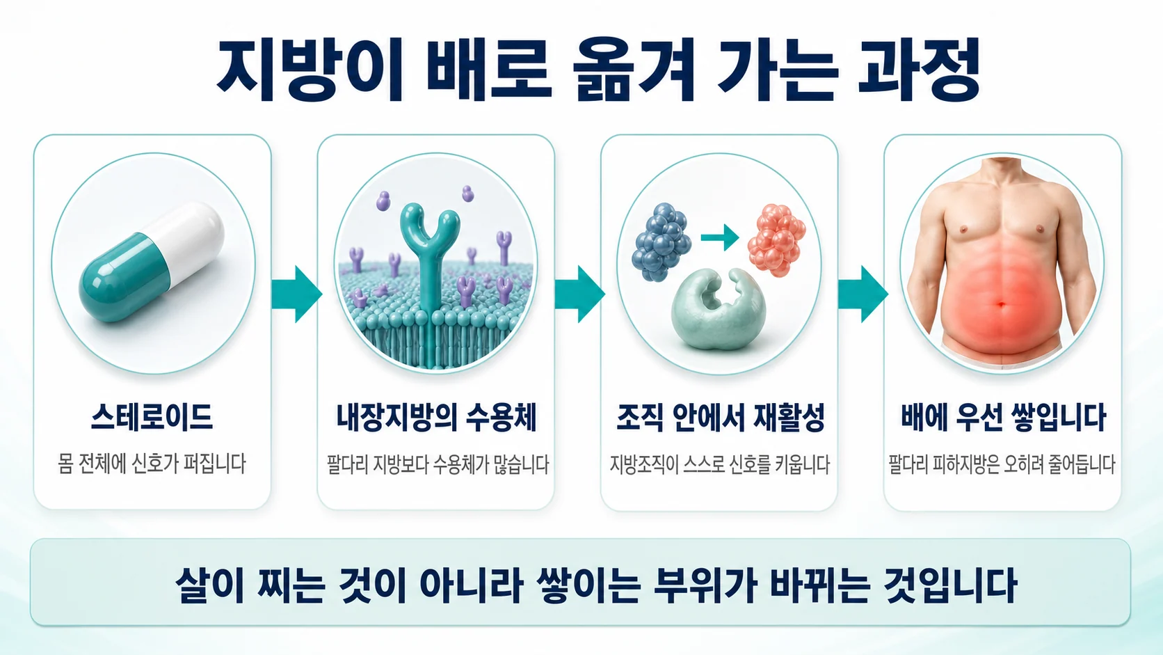 스테로이드가 지방을 배로 옮기는 과정