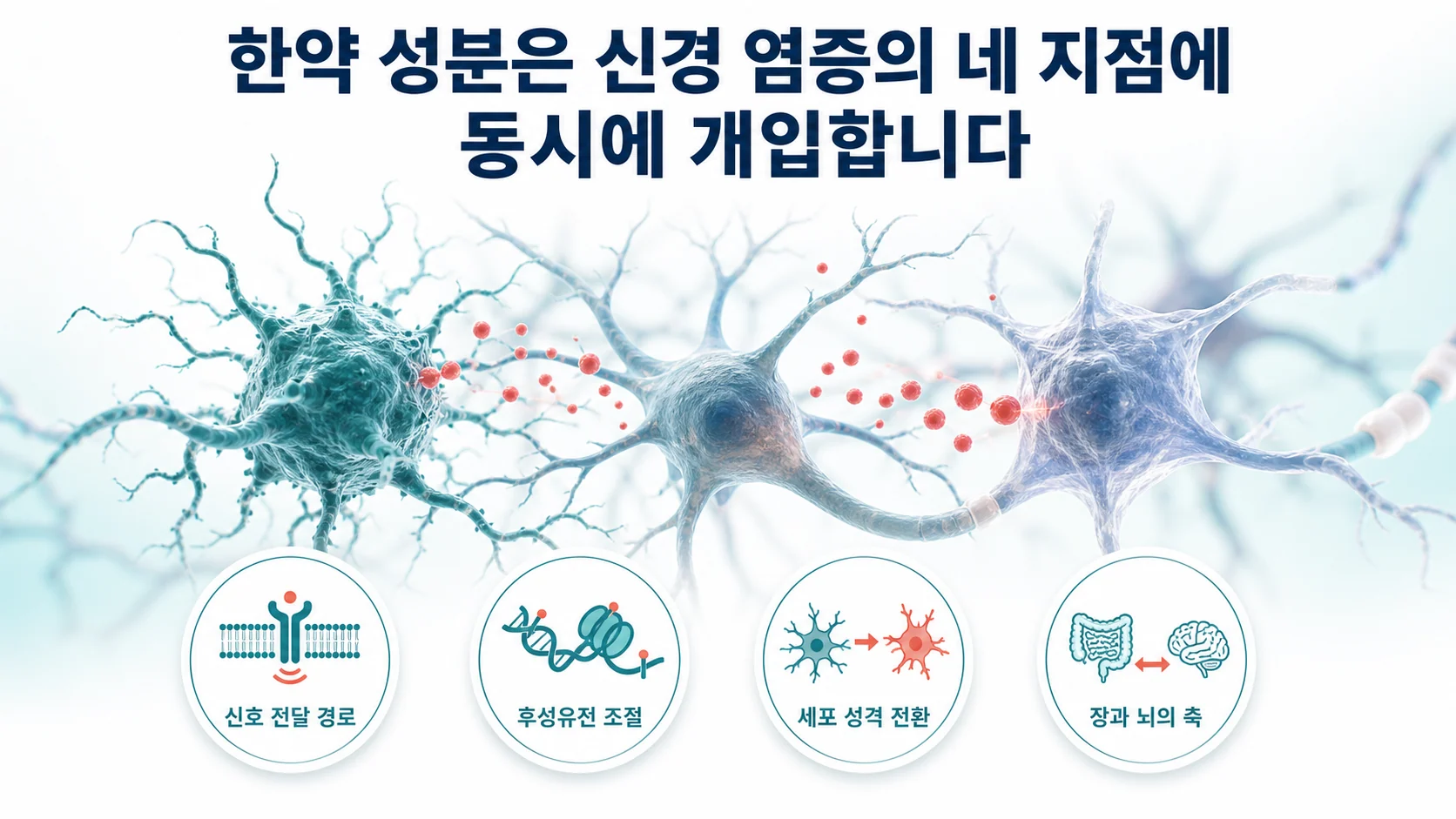 뇌 속 미세아교세포와 별아교세포가 염증 신호를 주고받는 모습을 배경으로 한약 성분이 네 지점에서 개입하는 구조를 보여주는 대표 그림
