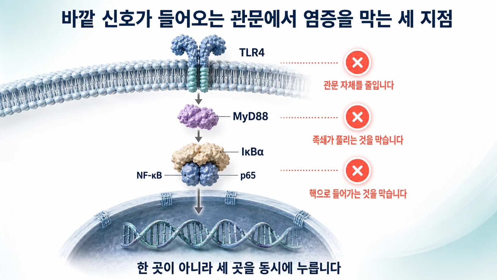 톨유사수용체4에서 MyD88을 거쳐 NF-κB로 이어지는 경로와 한약 성분이 수용체 발현량 감소·IκBα 인산화 억제·p65 핵 이동 차단의 세 지점에서 개입하는 것을 보여주는 그림