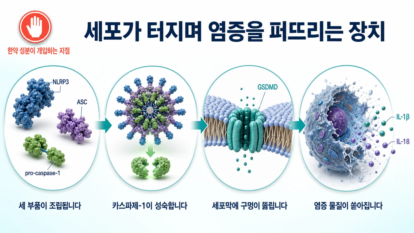 NLRP3와 ASC, 카스파제-1 전구체가 조립되어 가스더민 D를 자르고 세포막에 구멍을 내며 IL-1β와 IL-18을 방출하는 과정과 한약 성분이 이를 차단하는 지점을 보여주는 그림
