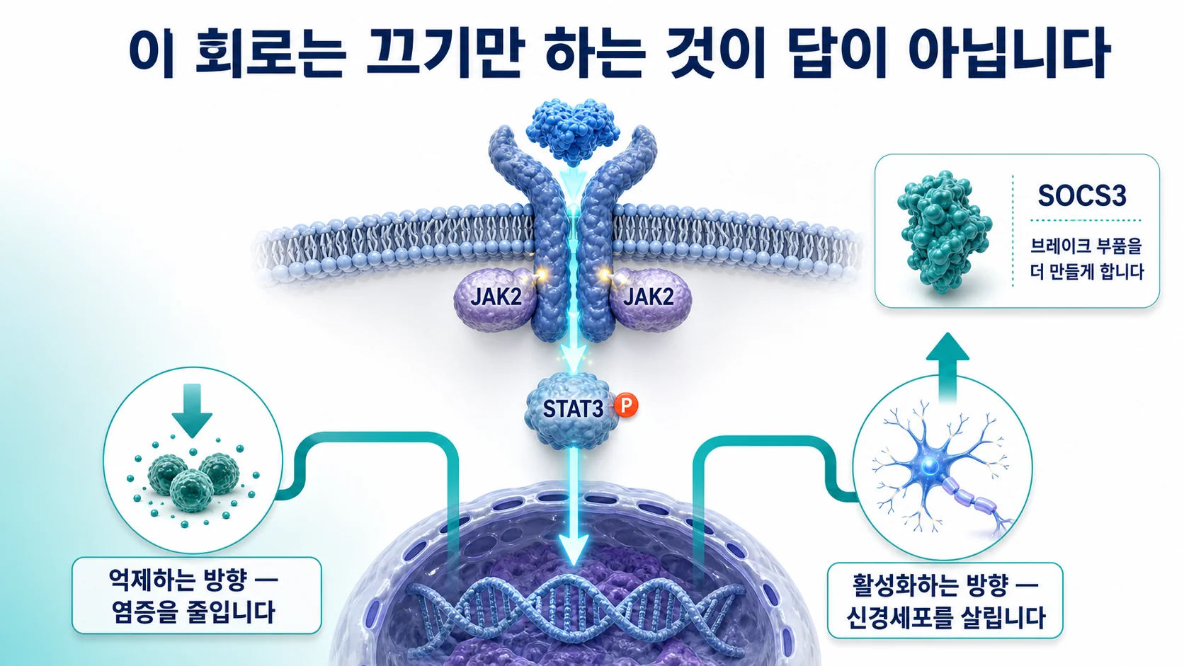 사이토카인 수용체에서 JAK2를 거쳐 STAT3가 인산화되어 핵으로 들어가는 경로와 한약 성분이 억제 또는 활성화 방향으로 양쪽 모두 조절하는 구조를 보여주는 그림