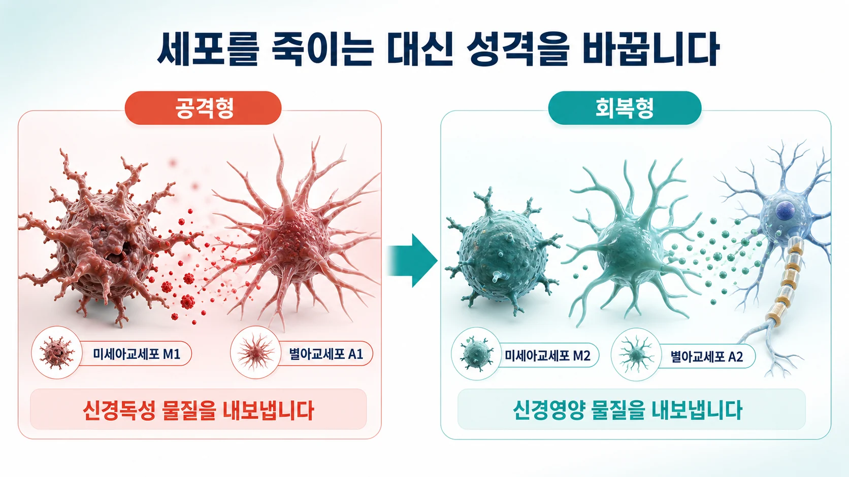 미세아교세포가 신경독성 M1에서 신경보호 M2로, 별아교세포가 A1에서 A2로 표현형을 바꾸는 과정과 각각이 내보내는 물질의 차이를 보여주는 그림