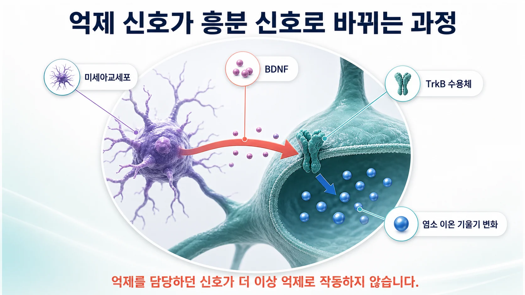 미세아교세포가 BDNF를 내보내 척수 뉴런의 염소 이온 기울기를 바꾸고 억제가 흥분으로 뒤집히는 경로 도식