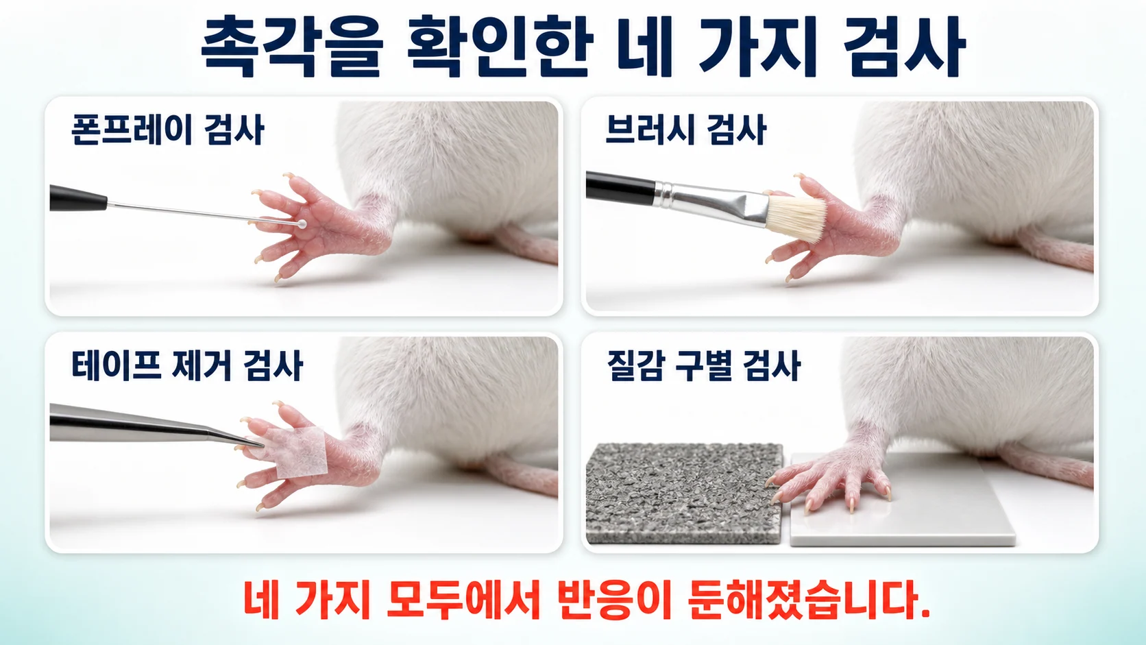 TWIK-1 결손 생쥐에서 폰프레이·브러시·테이프 제거·질감 구별 검사 결과를 정리한 행동 실험 도식