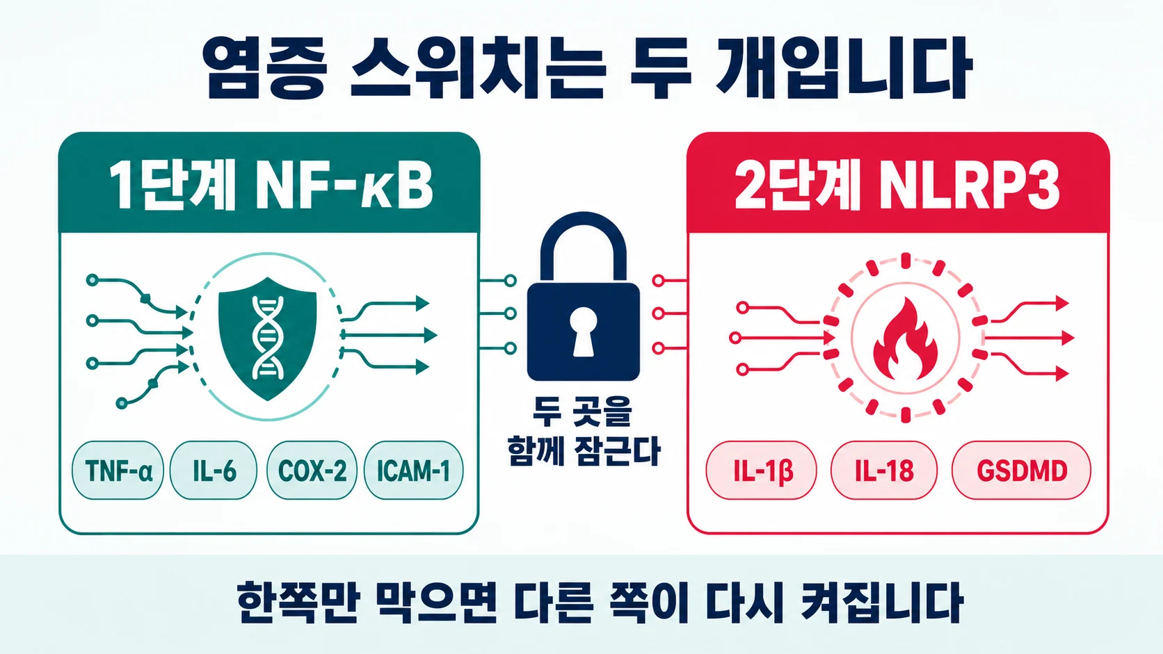 NF-κB와 NLRP3 두 염증 스위치를 함께 차단하는 구조