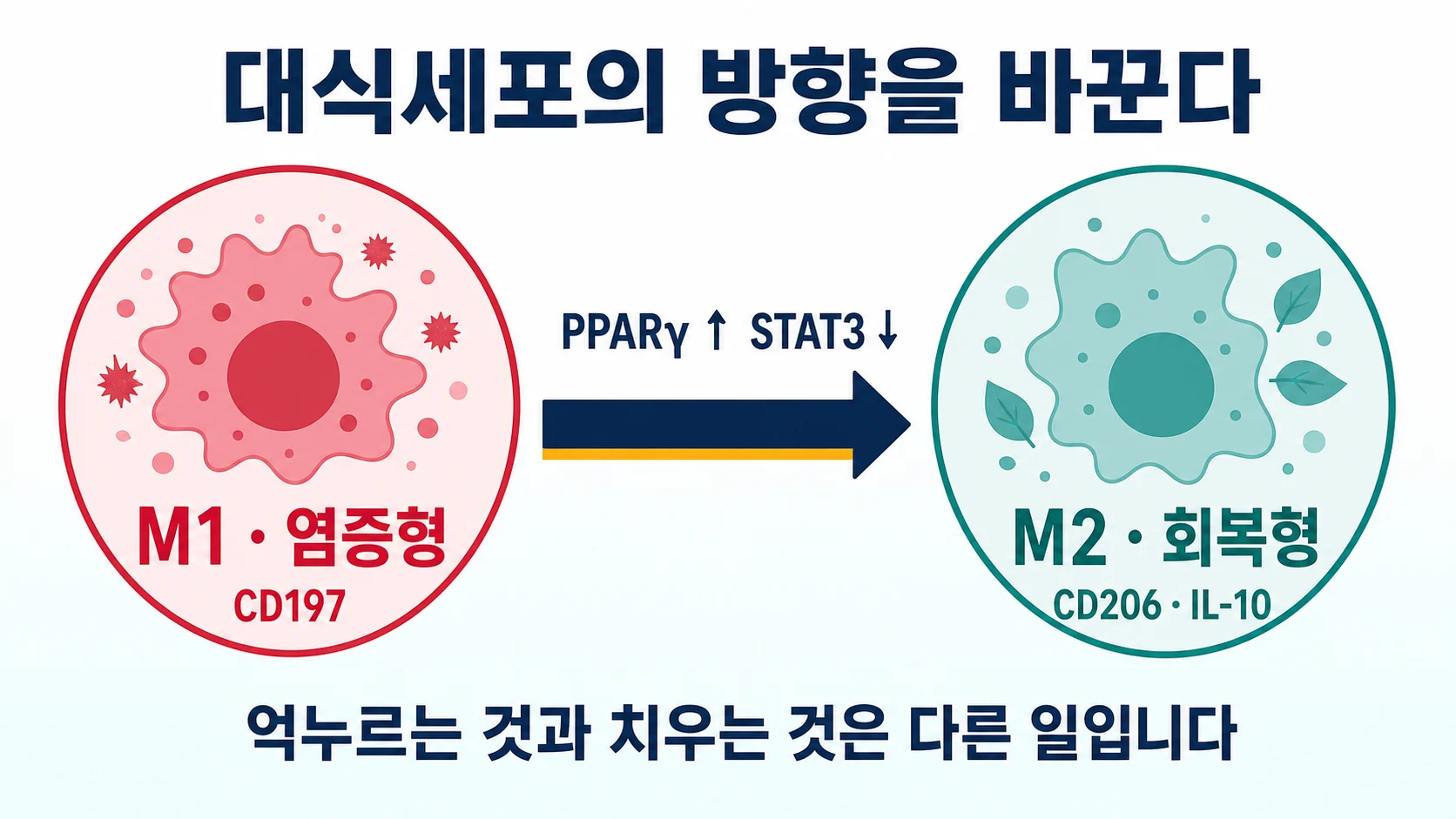 대식세포가 염증형 M1에서 회복형 M2로 전환되는 과정