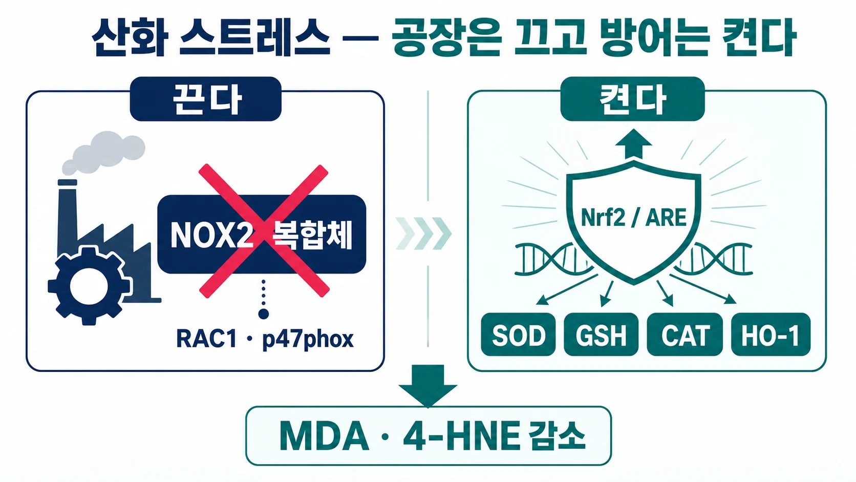 활성산소 생산은 낮추고 항산화 방어는 올리는 두 방향 조절