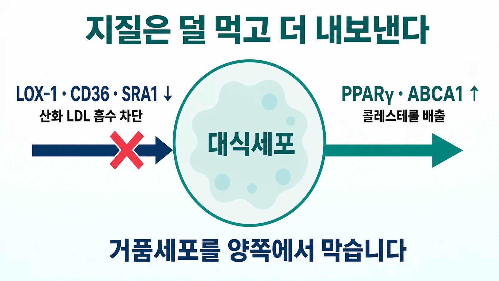 산화 LDL 흡수는 줄이고 콜레스테롤 배출은 늘리는 지질 처리 구조