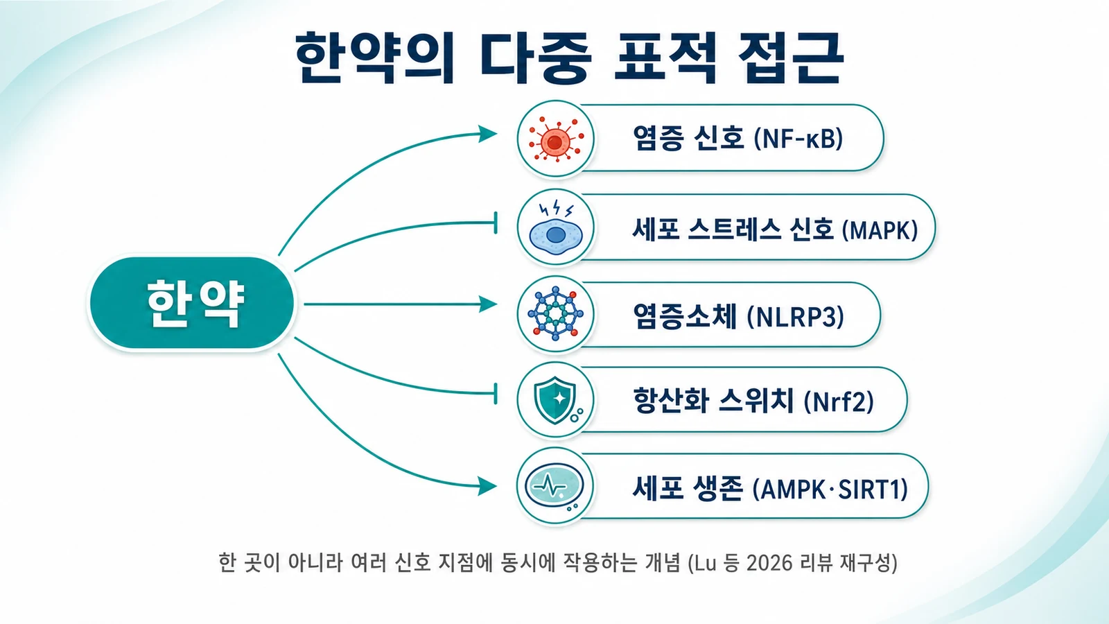 한약의 다중 표적 접근