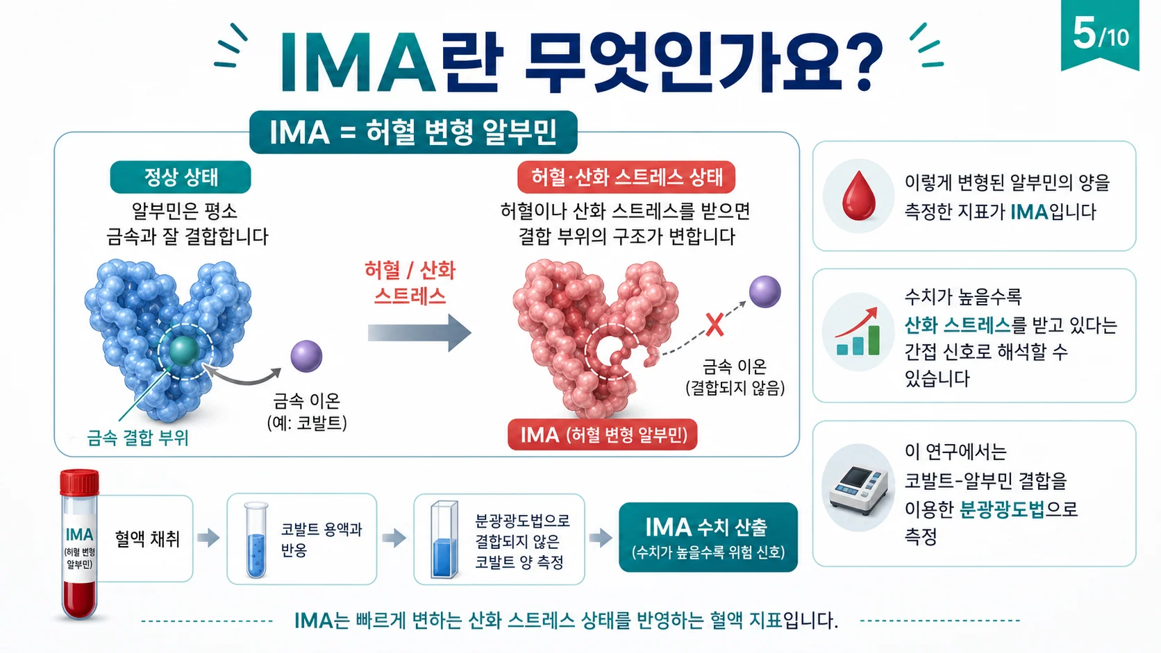 IMA(허혈 변형 알부민)란 — 산화 스트레스를 반영하는 혈액 지표