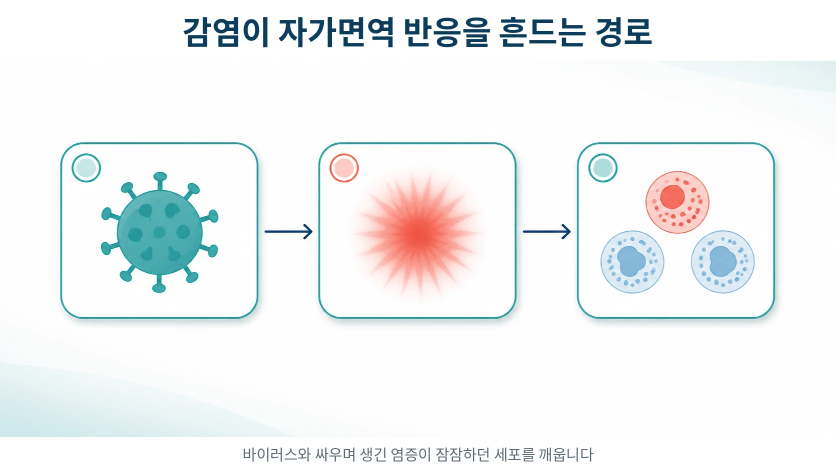 감염이 자가면역 반응을 흔드는 경로를 보여주는 도식