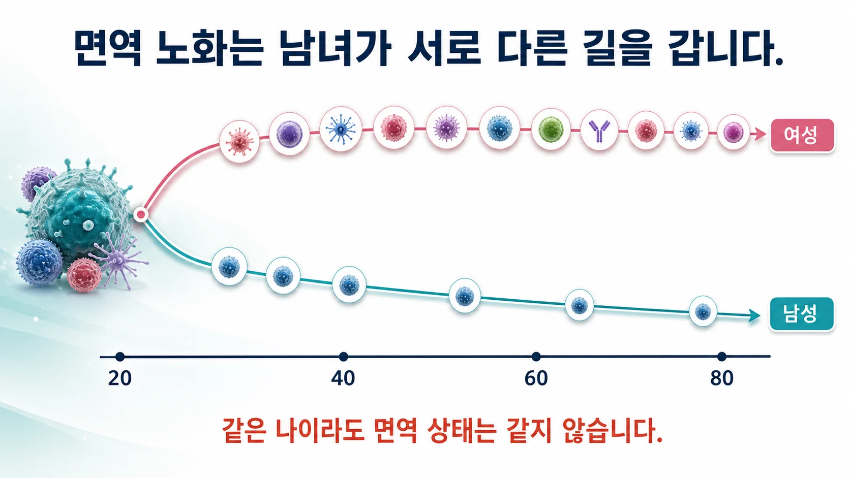 남성과 여성의 면역 노화 경로가 서로 다르게 갈라지는 과정을 나타낸 개념 그림
