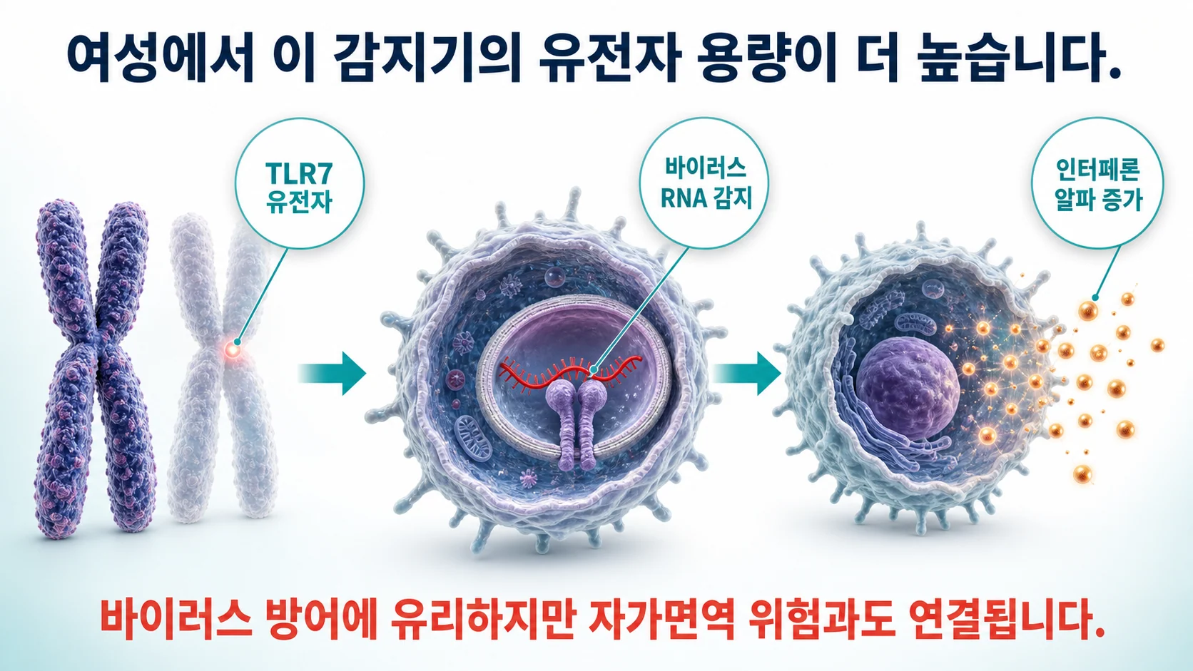 X염색체의 불완전한 비활성화로 여성에서 TLR7 유전자 용량이 높아지고 인터페론 알파 생산이 늘어나는 경로를 나타낸 그림