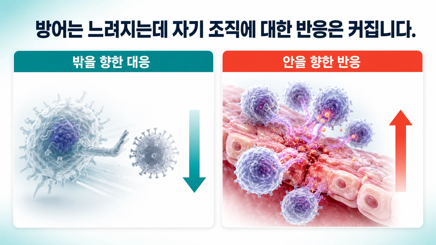 나이가 들며 감염 방어는 약해지는 동시에 자기 조직에 대한 반응은 커지는 두 방향의 변화를 나타낸 그림