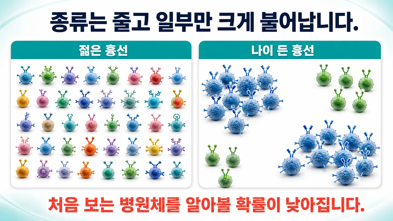 젊은 흉선과 늙은 흉선이 만들어 내는 T세포 수용체의 다양성 차이를 나타낸 개념 그림