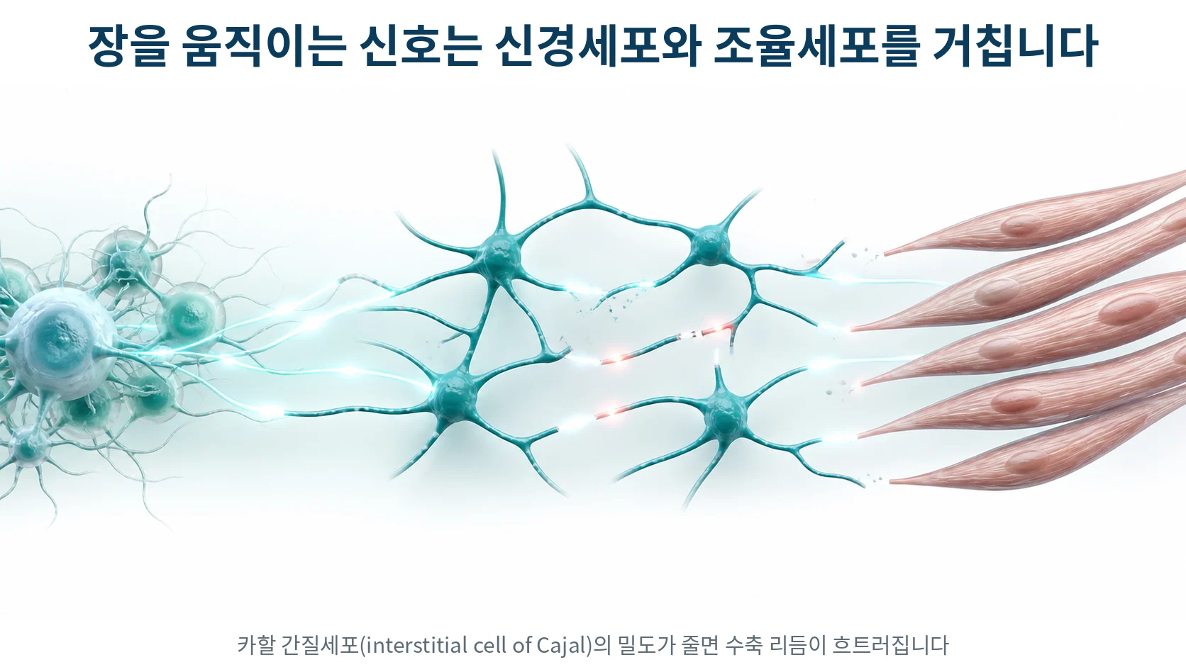 장벽 안의 신경세포 무리와 별 모양 조율세포가 평활근 세포에 신호를 전달하는 모습을 그린 확대 그림