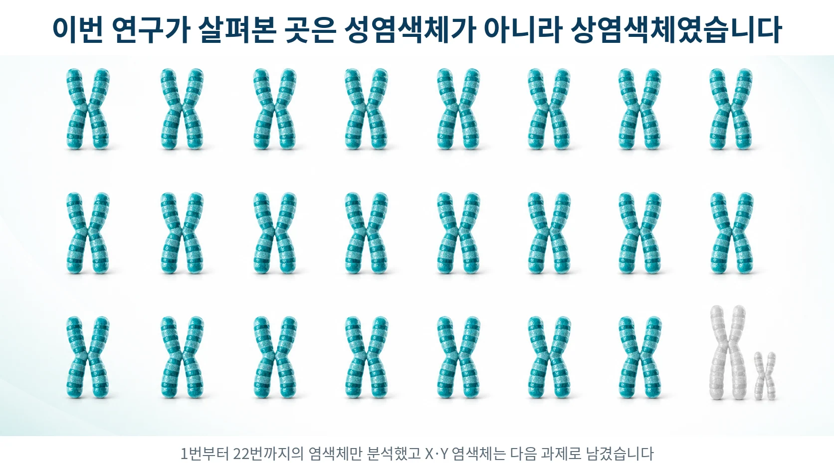 1번부터 22번까지의 염색체 쌍이 격자로 배열되고 마지막 성염색체 한 쌍만 흐리게 표시된 그림