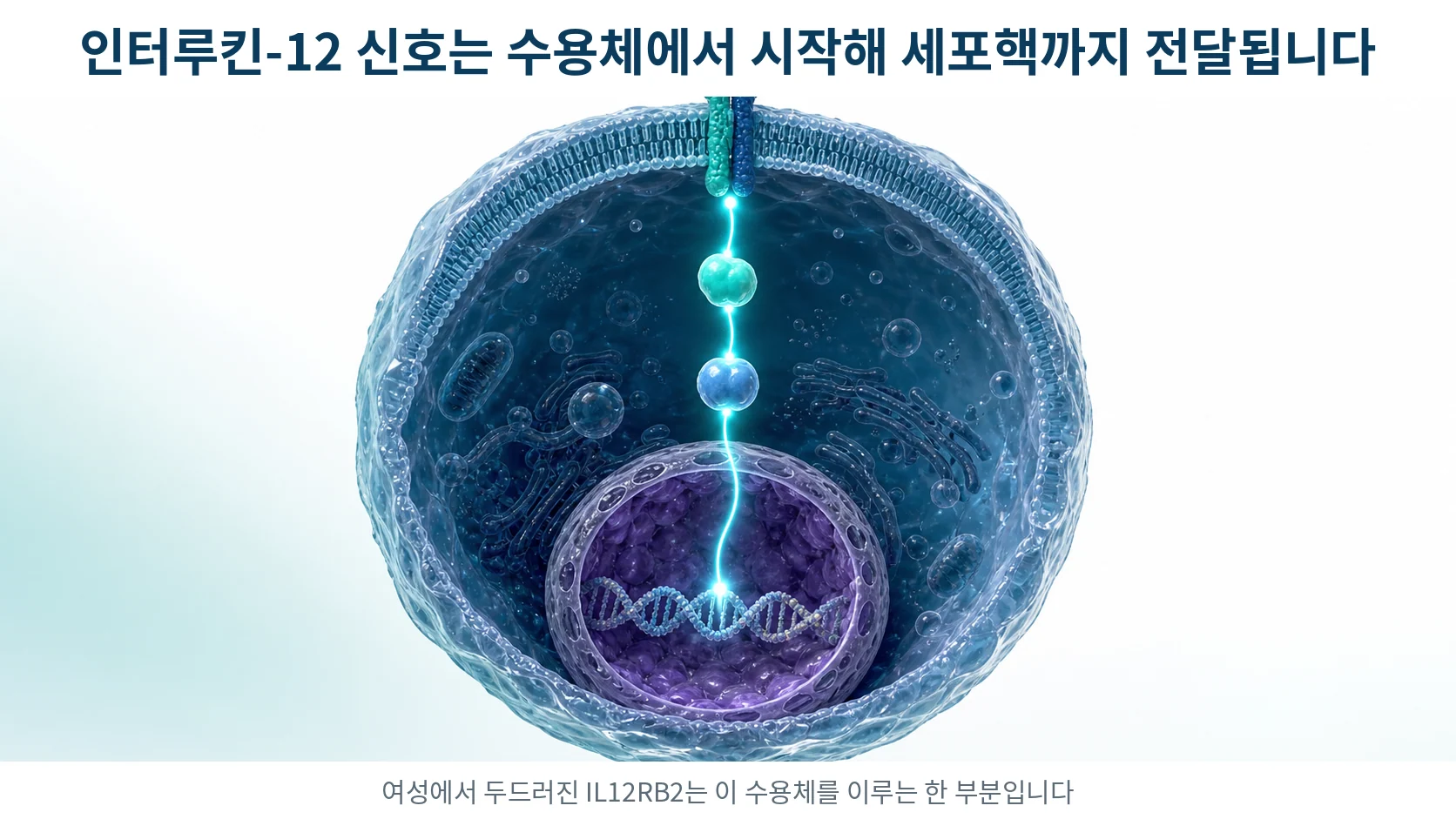 인터루킨-12가 세포 표면 수용체에 결합한 뒤 신호가 세포 안을 지나 핵으로 전달되는 경로를 그린 그림