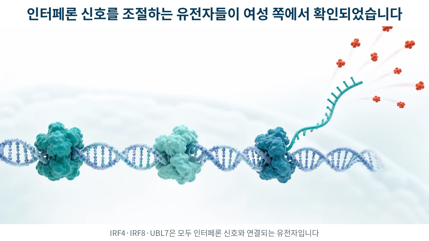 세포핵 안에서 조절 단백질들이 유전자 앞부분에 결합해 인터페론 관련 유전자의 발현을 조절하는 모습을 그린 그림