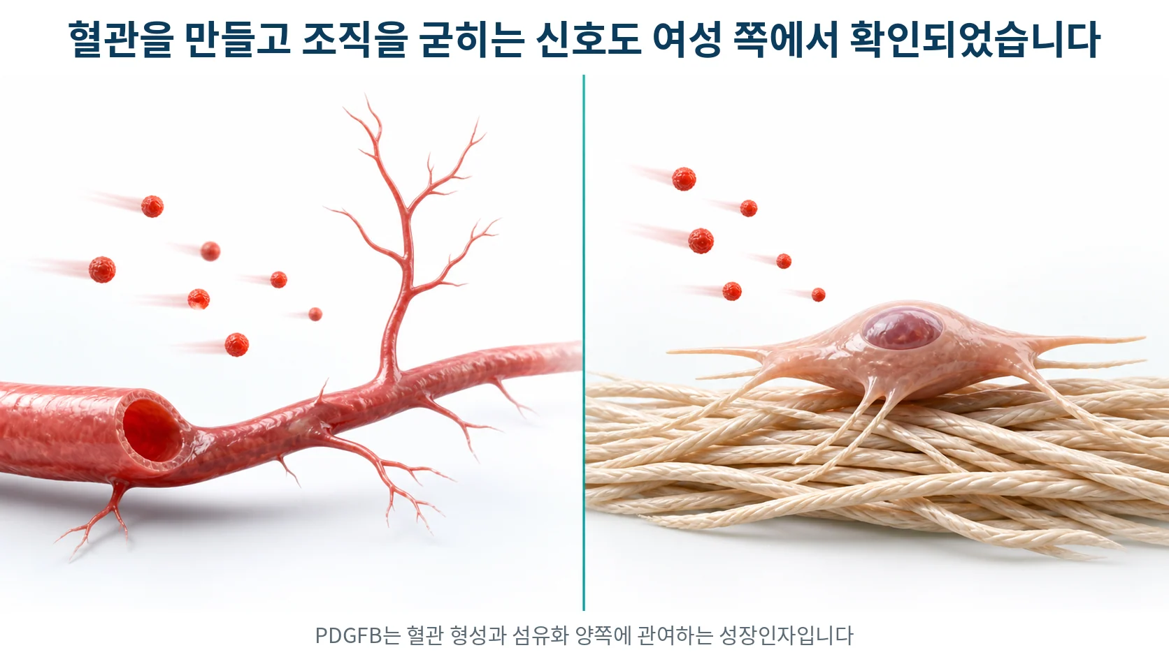 성장인자가 혈관 벽 세포와 섬유아세포 양쪽을 자극해 한쪽에서는 혈관이 자라고 다른 쪽에서는 아교질이 쌓이는 모습을 그린 그림