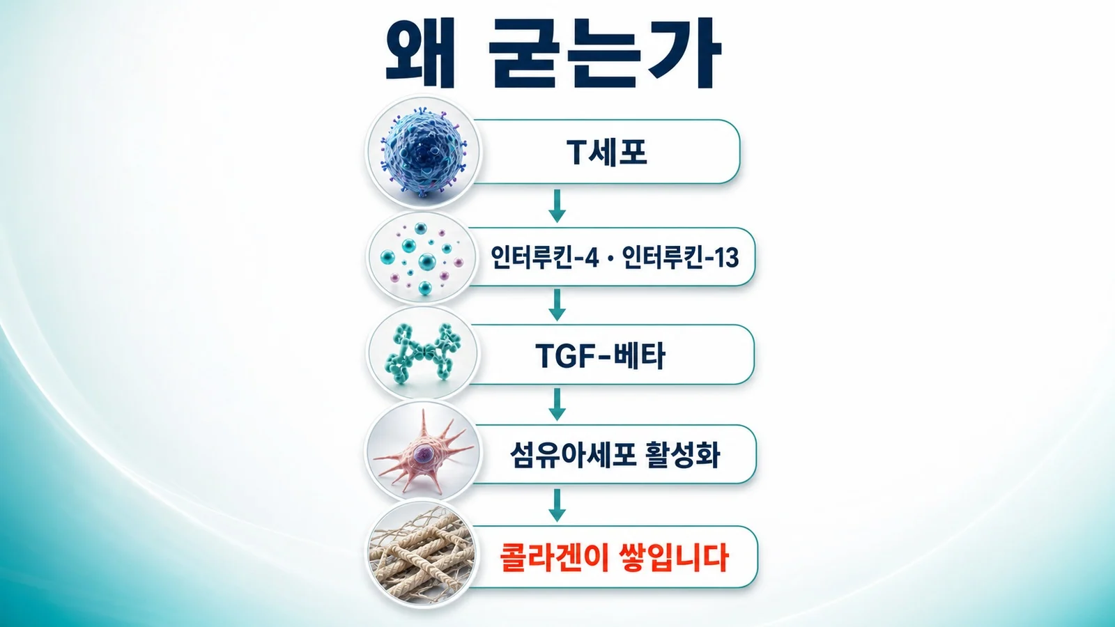 T세포가 내보낸 신호가 TGF-β를 거쳐 섬유아세포를 활성화하고 콜라겐이 쌓이는 과정을 표시한 도식