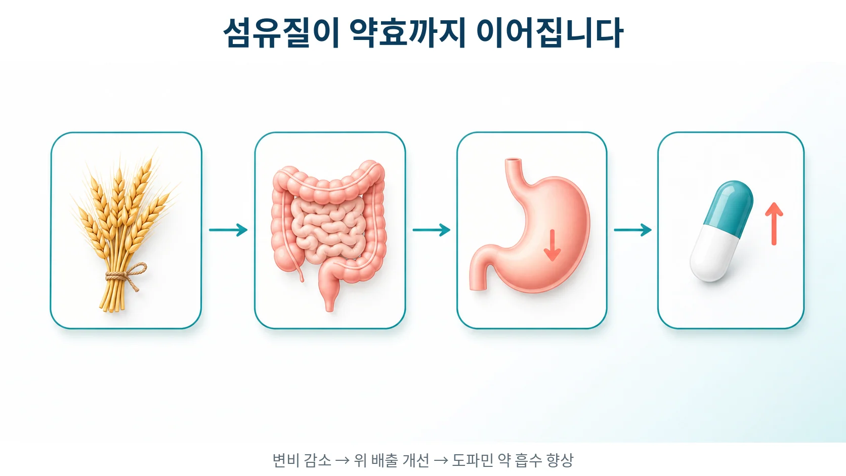 섬유질이 약효까지 이어지는 경로