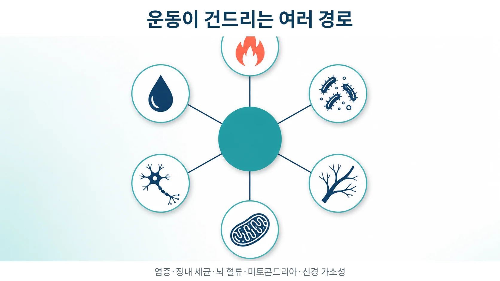 운동이 몸 안에서 건드리는 여러 경로