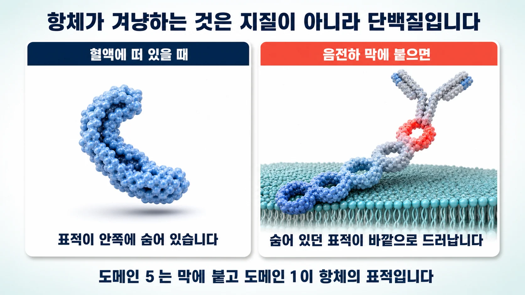 항체가 실제로 겨냥하는 곳은 지질이 아니라 단백질입니다