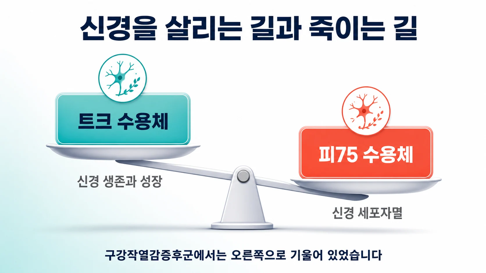 트크 수용체는 신경 생존, 피75 수용체는 신경 세포자멸 쪽으로 기우는 저울을 그린 이미지
