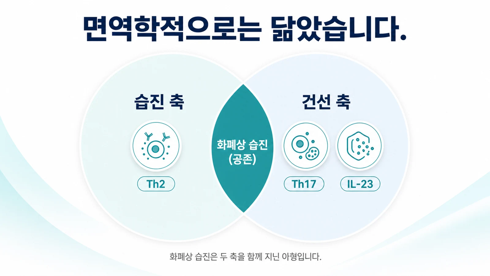 화폐상 습진이 습진의 Th2 축과 건선의 Th17·IL-23 축을 함께 지닌다는 면역학적 공통점을 표현한 이미지