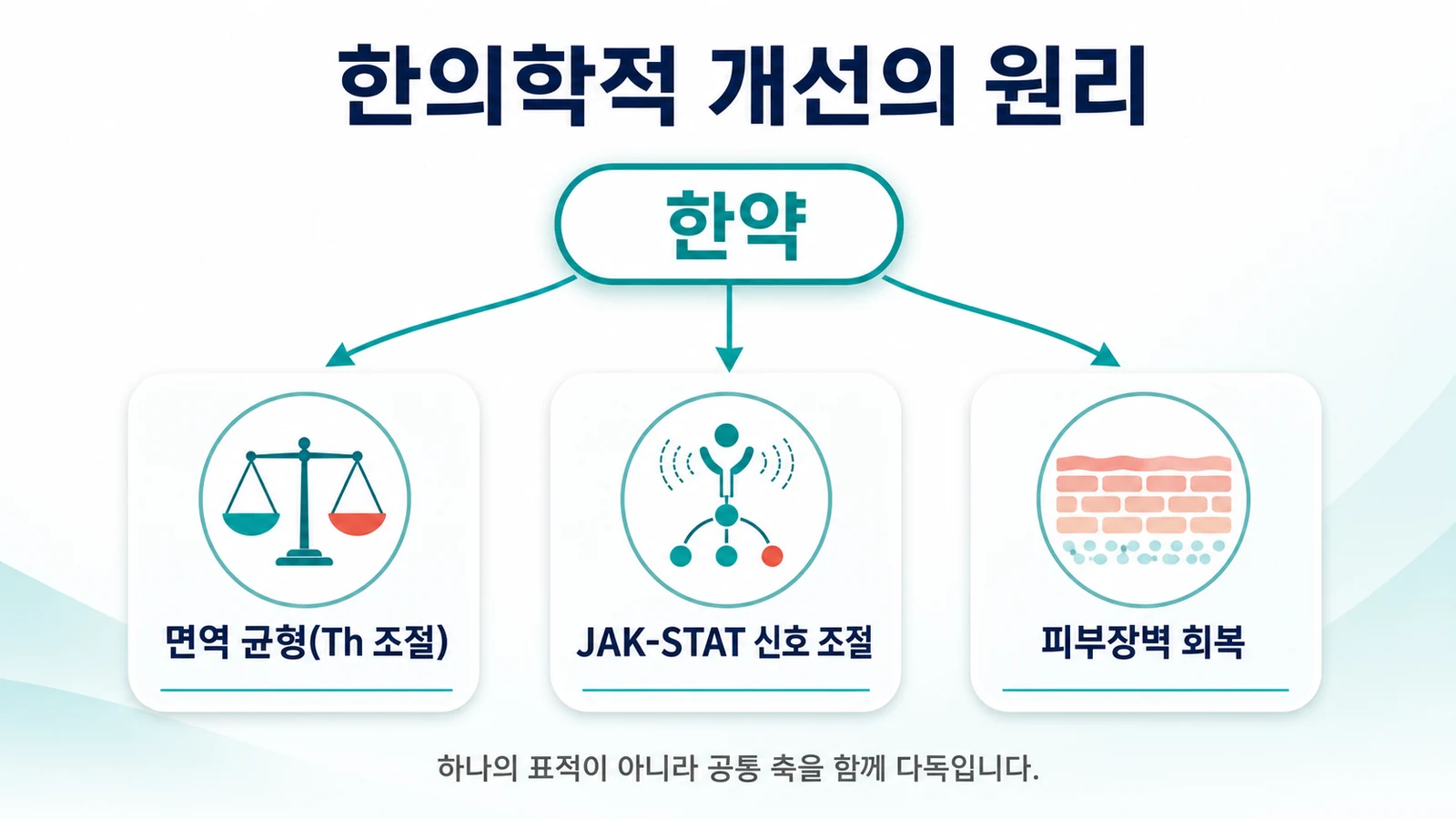 한약이 JAK·STAT 신호와 Th 균형, 피부장벽이라는 공통 축을 조절해 개선을 돕는 원리를 표현한 이미지