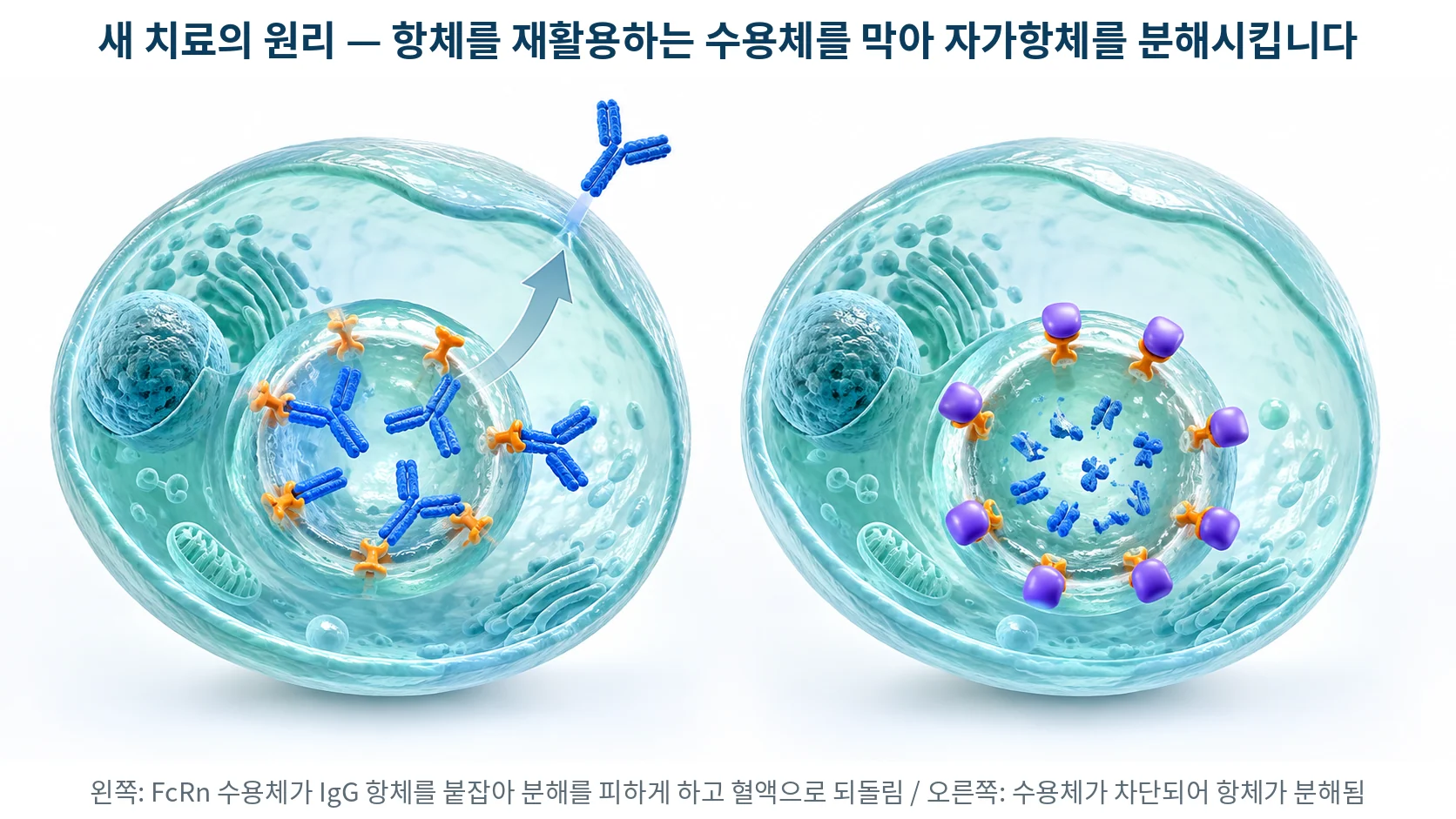 혈관 내피세포의 FcRn 수용체가 IgG 항체를 재활용하는 과정과, 그 수용체를 차단해 자가항체 분해를 촉진하는 기전을 표현한 3D 의료 일러스트