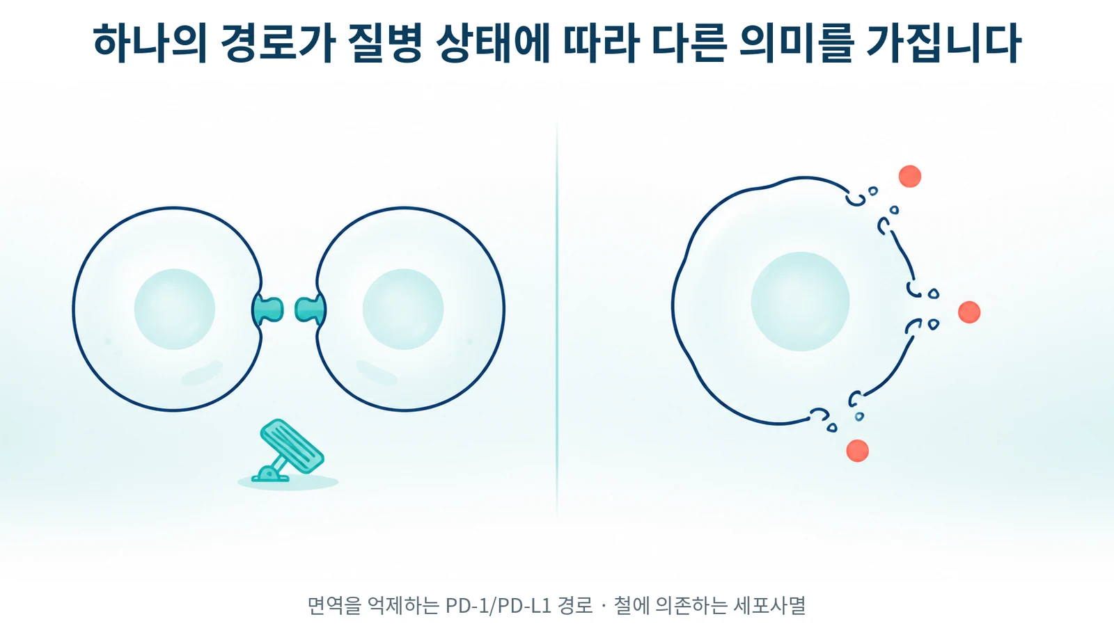PD-1/PD-L1 경로와 철 의존 세포사멸